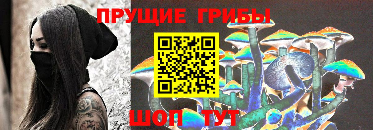 Псилоцибиновые грибы Psilocybe Зима